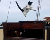 Lageschieber-Katze-fliegt