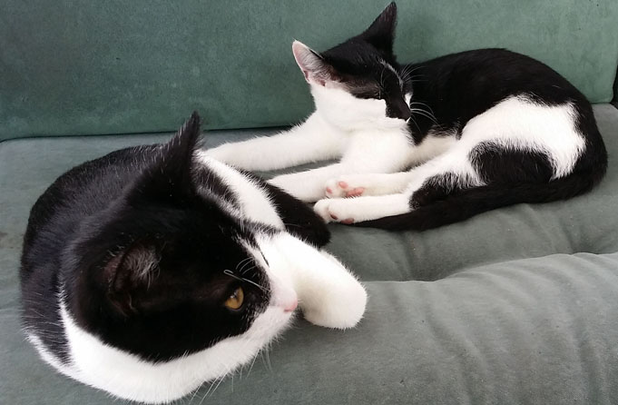 katzen im steuerhaus