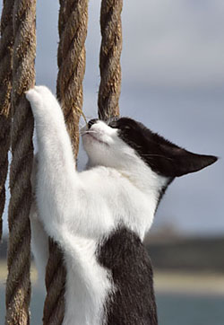 lageschieber-katze-grosschot