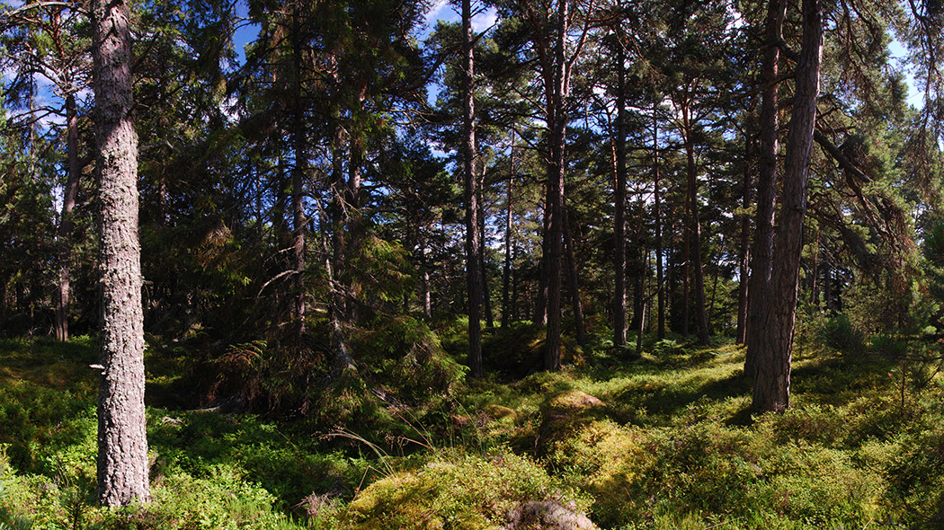 schaerenwald-02