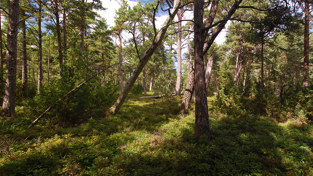 schaerenwald-03