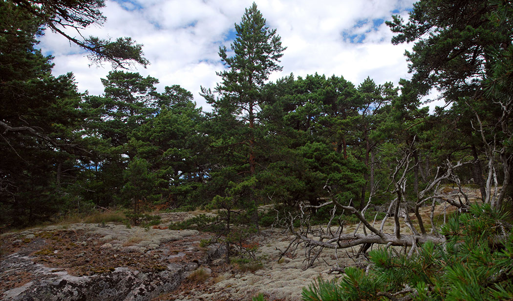 schaerenwald-01