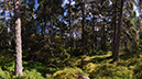 schaerenwald-02