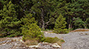schaerenwald-04