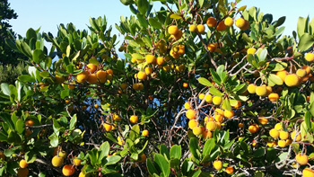 Erdbeerbaum